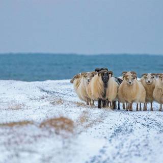 Sheep winter wallpaper