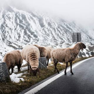 Sheep winter wallpaper