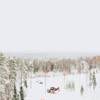 Sheep winter wallpaper