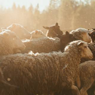 Sheep winter wallpaper