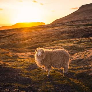 Sheep winter wallpaper