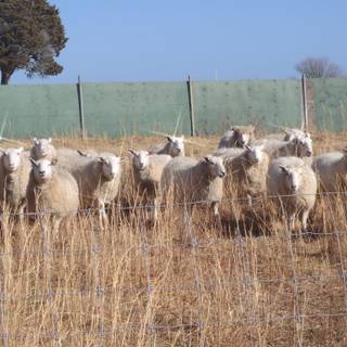 Sheep winter wallpaper