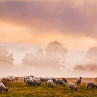 Sheep winter wallpaper