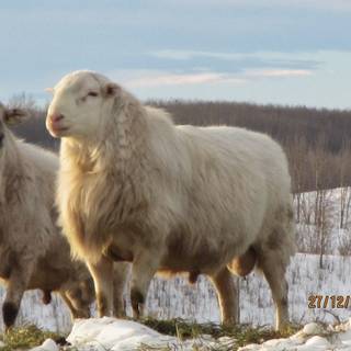 Sheep winter wallpaper