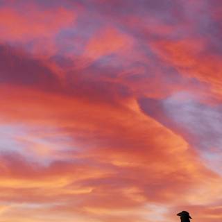 Cowboy iPhone wallpaper