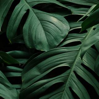 iPhone plant wallpaper