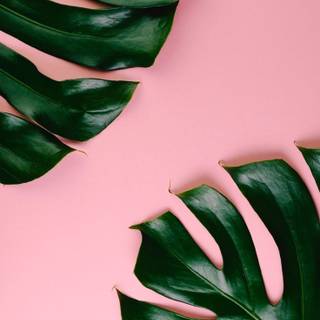 iPhone plant wallpaper