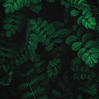 iPhone plant wallpaper