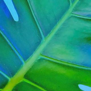 iPhone plant wallpaper