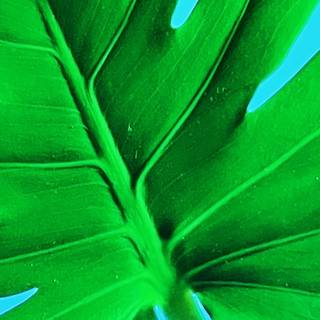 iPhone plant wallpaper