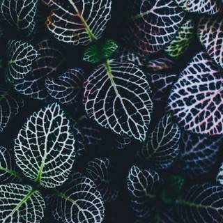 iPhone plant wallpaper