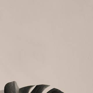 iPhone plant wallpaper