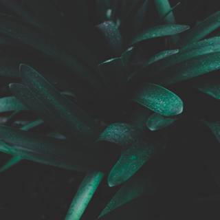 iPhone plant wallpaper