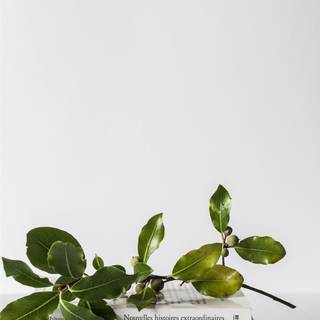 iPhone plant wallpaper