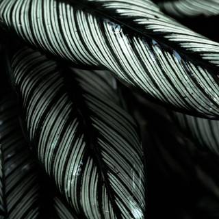 iPhone plant wallpaper