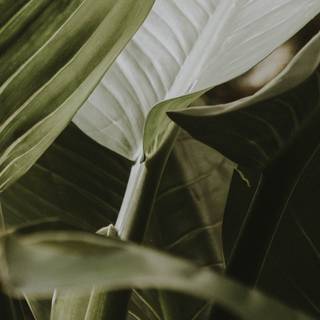 iPhone plant wallpaper