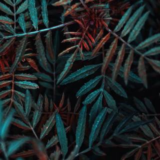 iPhone plant wallpaper