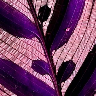 Magenta iPhone wallpaper