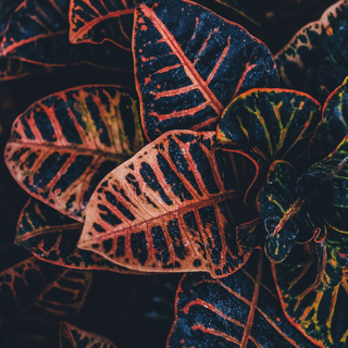 iPhone plant wallpaper