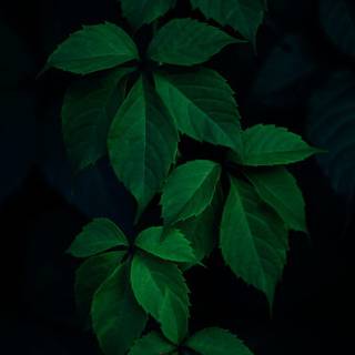 iPhone plant wallpaper