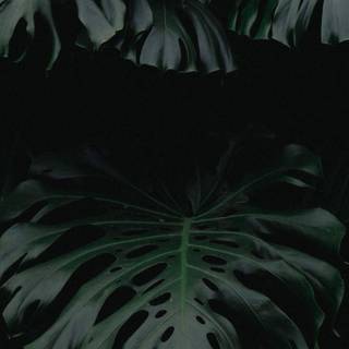 iPhone plant wallpaper