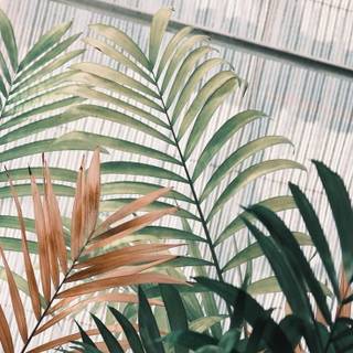 iPhone plant wallpaper