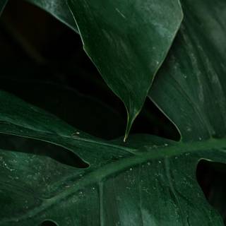 iPhone plant wallpaper