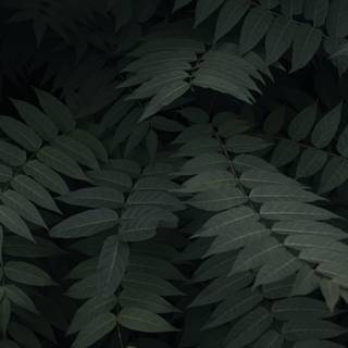 iPhone plant wallpaper