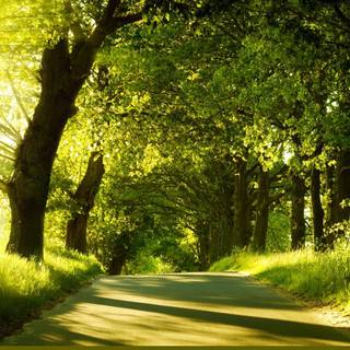 Green dual monitor wallpaper