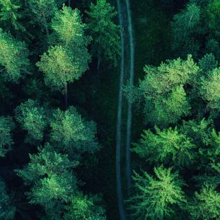 Green dual monitor wallpaper