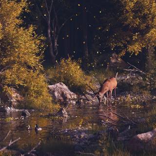 Autumn wildlife 2560x1600 wallpaper