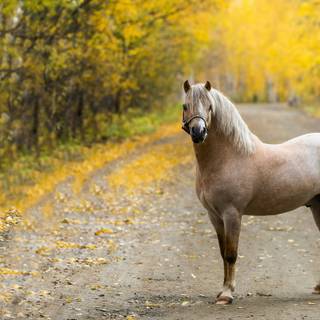 Autumn wildlife 2560x1600 wallpaper