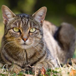 Autumn wildlife 2560x1600 wallpaper