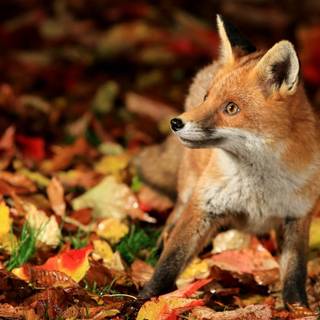 Autumn wildlife 2560x1600 wallpaper