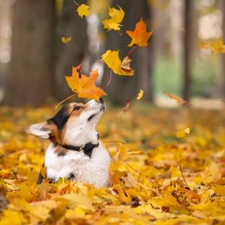 Autumn cute dog wallpaper