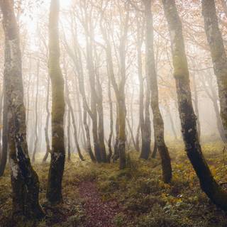 Autumn wildlife 2560x1600 wallpaper