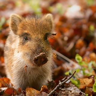 Autumn wildlife 2560x1600 wallpaper