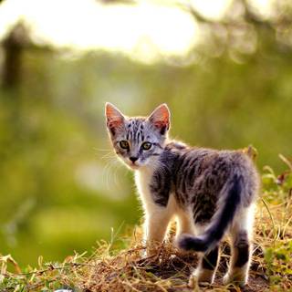 Autumn wildlife 2560x1600 wallpaper