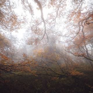 Autumn wildlife 2560x1600 wallpaper