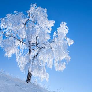 Winter blue sky wallpaper