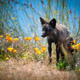 Autumn wildlife 2560x1600 wallpaper