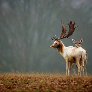 Autumn wildlife 2560x1600 wallpaper