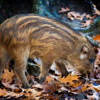 Autumn wildlife 2560x1600 wallpaper