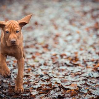 Autumn wildlife 2560x1600 wallpaper