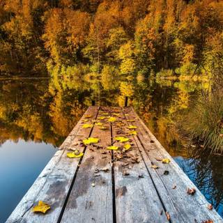 Autumn wildlife 2560x1600 wallpaper