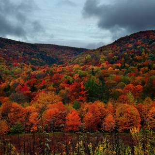 Autumn wildlife 2560x1600 wallpaper
