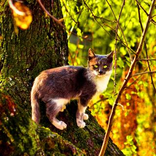 Autumn wildlife 2560x1600 wallpaper