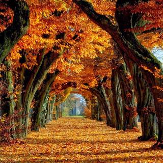 Futuristic autumn wallpaper