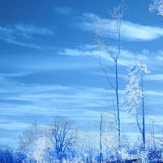 Winter blue sky wallpaper