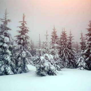 Winter trip wallpaper